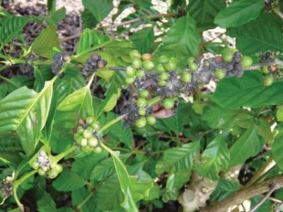 PG-69-Foto-01-Telefone