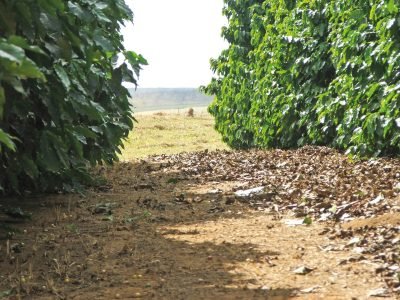 Como é feita a esparramação do cisco no pós-colheita em cafeeiros?