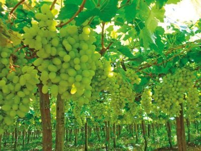 Como fazer o manejo nutricional correto da uva de mesa?