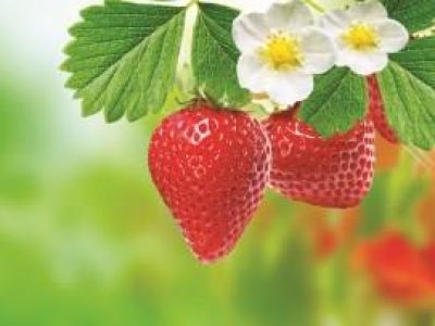 appetizer gardening strawberry