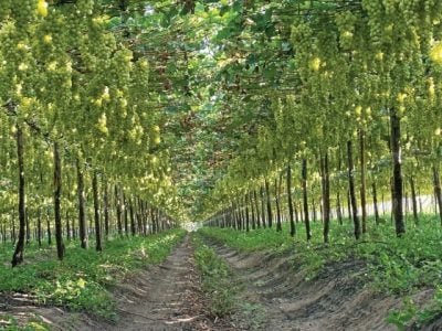 PG 70 a 71 - Foto 01 (Pequeno)