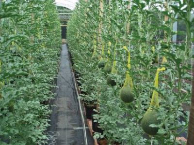 PG 70 a 71 - Foto 01 (Telefone)