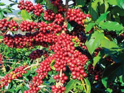 PG 70 a 71 - Foto 01 (Telefone)