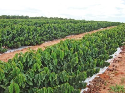Como conseguir eficiência e redução de custo no cultivo do cafeeiro?