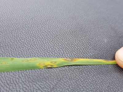 Quais os cuidados devem ser tomados com a safrinha de trigo?