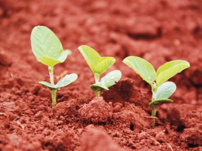 Novo biostimulante da Green Has Brasil