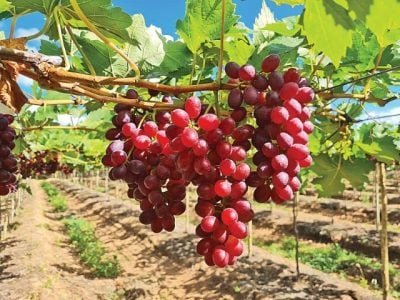 PG 72 a 73 - Foto 01 (Pequeno)