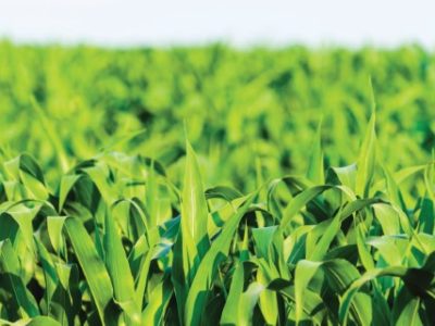View of still unripe maize plants growing on the field