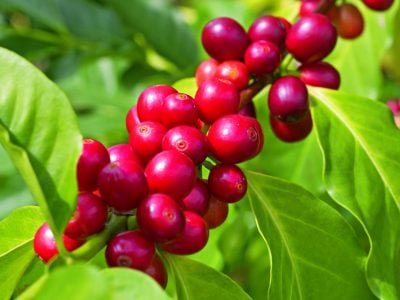 PG-74-Foto-01-Crédito-Shutterstock