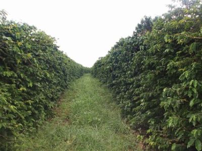 PG-74-a-75-Foto-01-Telefone