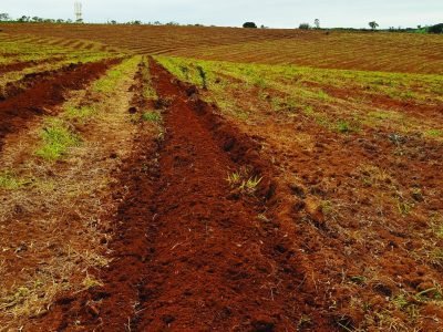 Cafeeiro: Qual o momento correto de entrar com a calagem?