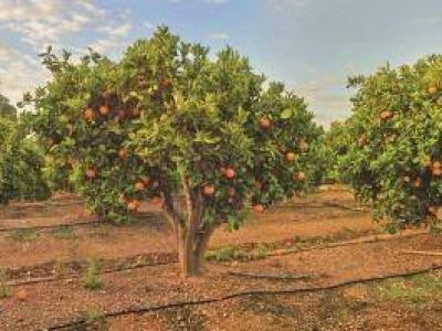 Masiá Ciscar,.Lepe - Cartaya