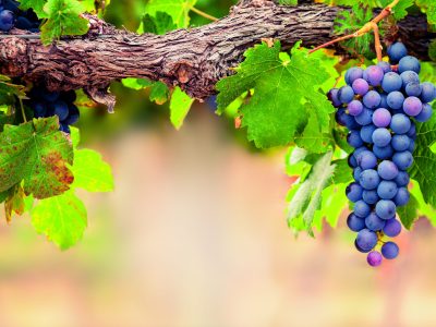 PG-75-Foto-01-Crédito-Shutterstock