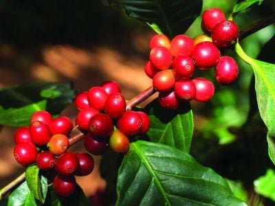 Café: Maturação dos frutos dita hora certa da colheita