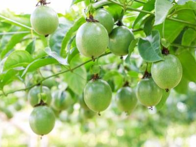 Green,Fresh,Passion,Fruit,On,The,Tree,,Passion,Fruit,Farm