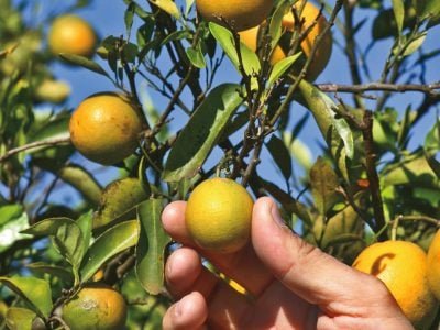 Qual a ação dos biorreguladores em citros?