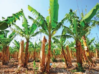 Banana Plantation After Gathering In The Harvest