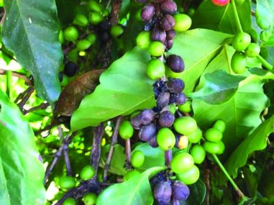 Mancha de phoma: Como identificar sua presença no cafeeiro?