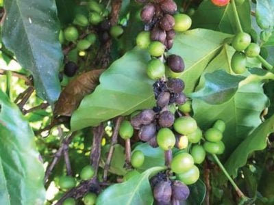 Mancha de phoma: Como identificar sua presença no cafeeiro?