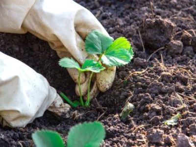 Hands,In,Gloves,Plant,A,Strawberry,Sprout,In,The,Ground,