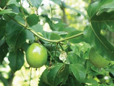 Close up of passion fruit on the vine.