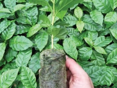 PG 80 a 81 - Foto 01 (Pequeno)