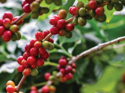 Farmers pick fresh red coffee berries from the plant Agricultural concept Fertilizer and agricultural products.
