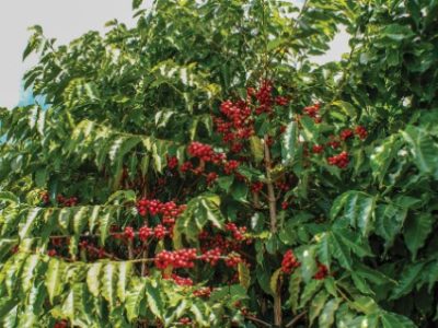 PG-80-a-81-Foto-01-Telefone