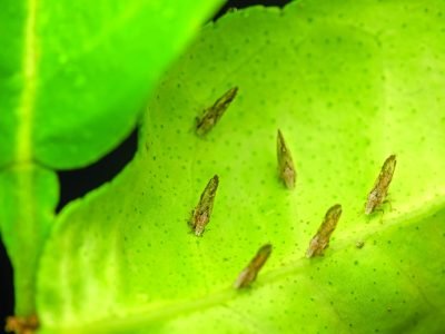 Citrus psyliid adults at the backside of the citrus leaf plant. These psyllids responsible for spreading citrus greening disease which is one of the most destructive diseases of citrus worldwide.