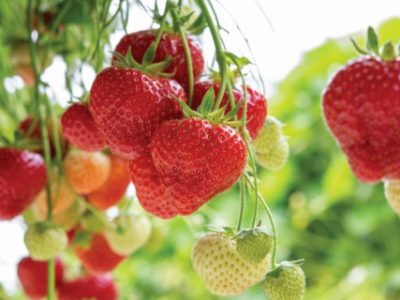 Fresh tasty ready for harvest ripe red and unripe green strawberries growing on strawberry farm in greenhouse