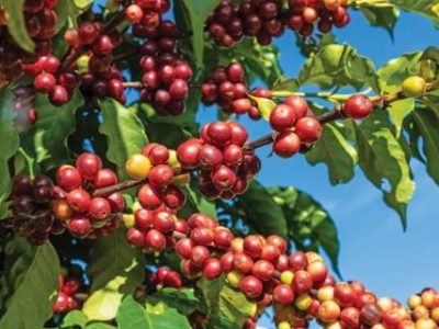 coffee beans on coffee tree, in Brazil