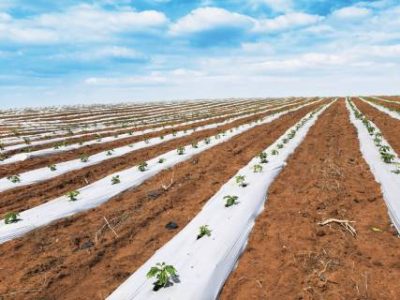 PG 84 a 85 - Foto 01 (Telefone)