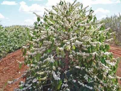 PG 84 a 86 - Foto 01 (Pequeno)