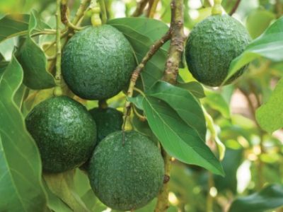 PG 90 a 92 - Foto 01 (Telefone)