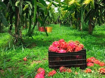 Pitaia - Crédito: Nefrut