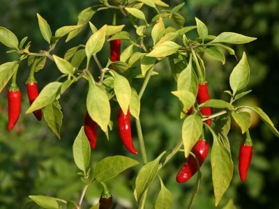 Pimenta - Crédito: Internet