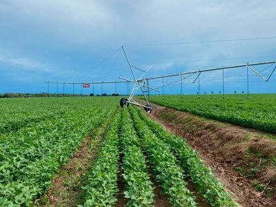 Pivô - Crédito: Divulgação