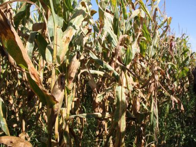 Palhada - Crédito Luize Hess