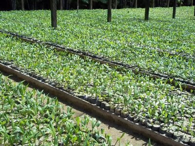 Palmito - Crédito UNESP