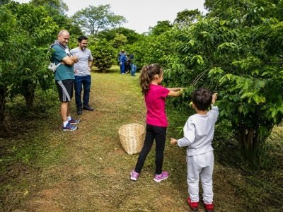 Participantes colhem café no cafezal urbano do Instituto Biológico em São Paulo