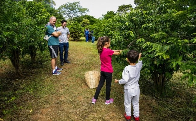 Participantes colhem café no cafezal urbano do Instituto Biológico em São Paulo