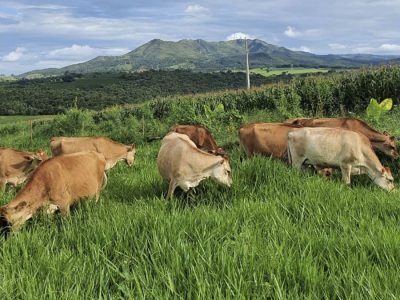 Pasto - Foto: Divulgação