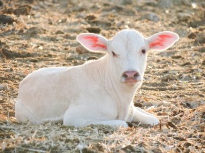 Pearson-grandes-Bicheiras-em-bovinos-desafia-a-saude-animal-e-as-financas-da-fazenda-foto-flickr-Telefone