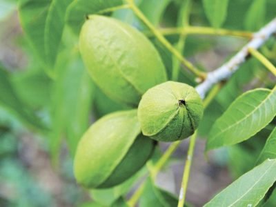 Peçã - Crédito: Pixabay