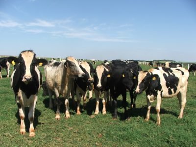 Pecuária 10 - Crédito Ana Maria Diniz - usada em julho 07