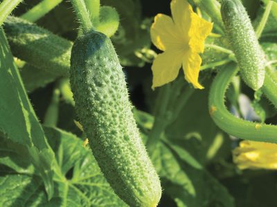 Pepino