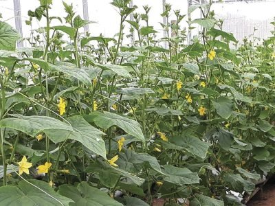 Pepino - Crédito Epagri