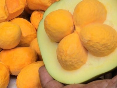 Pequi - crédito Embrapa