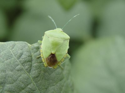 Percevejo - Crédito: Lúcia Vivan