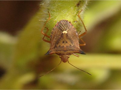 Percevejo Marrom 2_menor